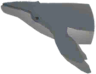 Cétacés