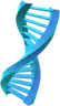 ADN