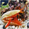 Mollusque