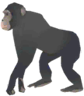 Grand singe