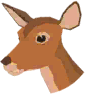 Ongulés